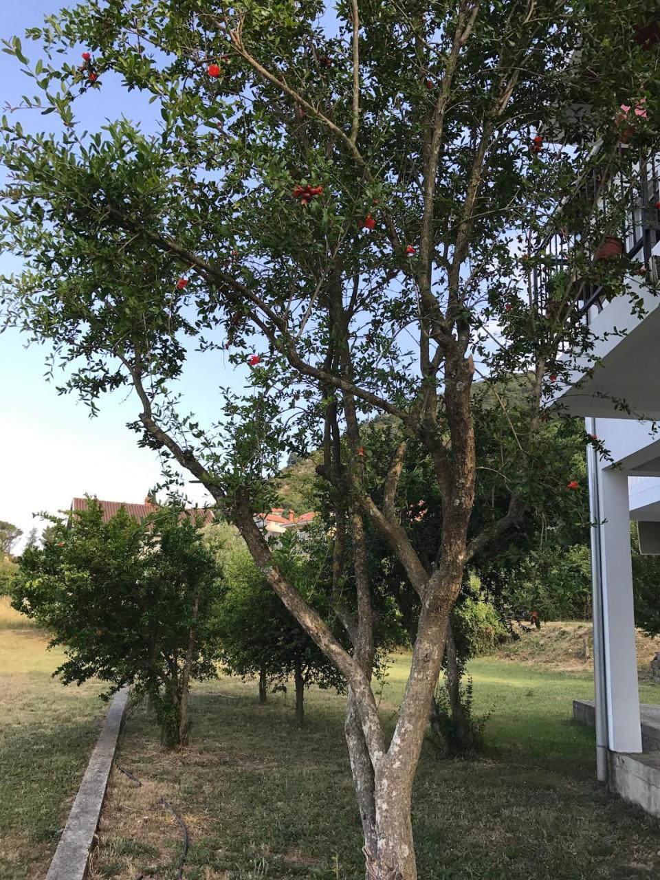 Apartmani Dragana Herceg Novi Zewnętrze zdjęcie